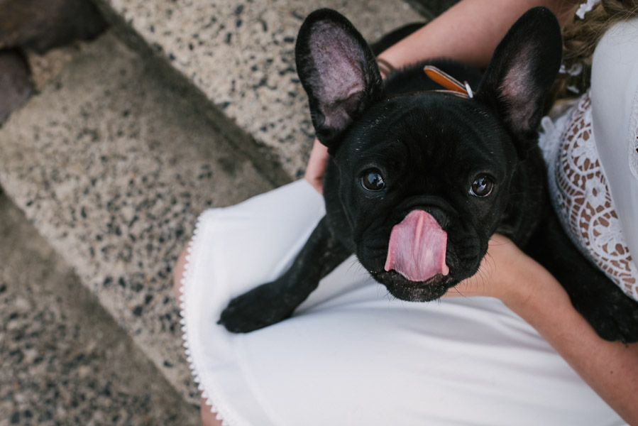 French bulldog licking his face sitting on a lap